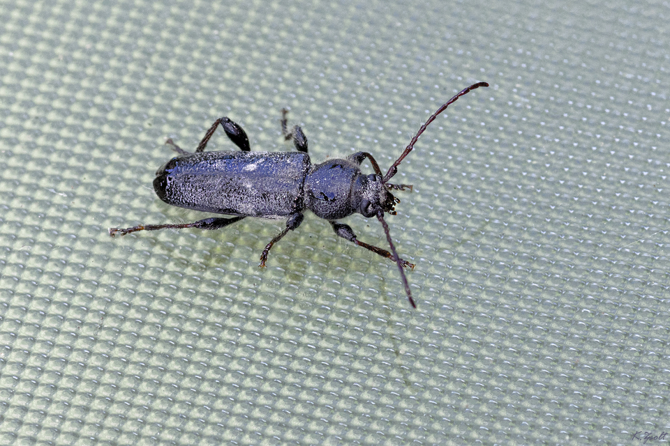 Hylotrupes bajulus - házicincér