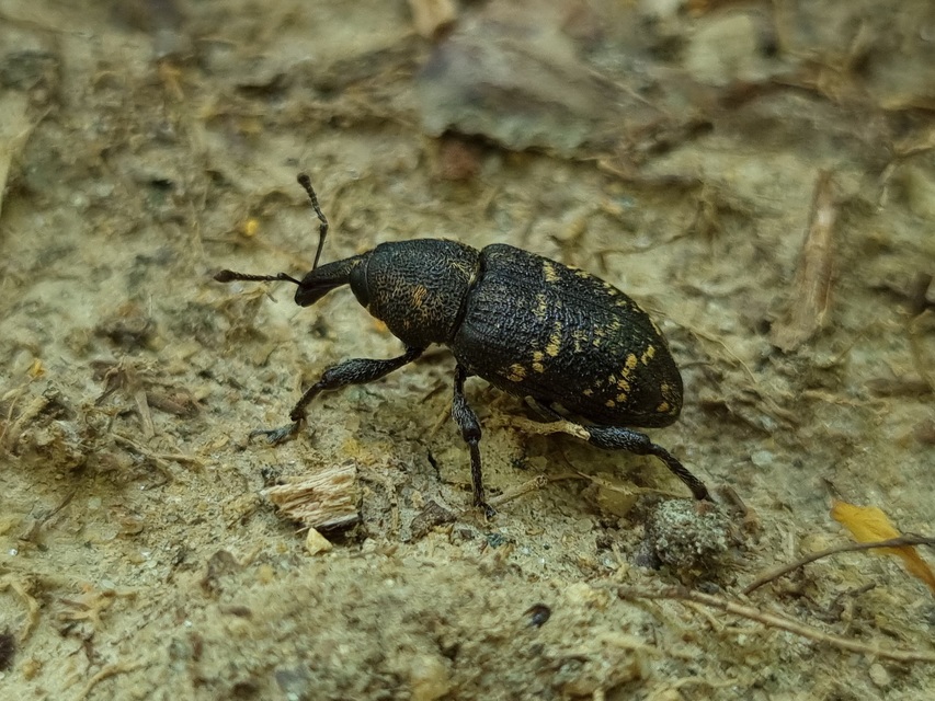 Hylobius abietis - nagy fenyvesormányos