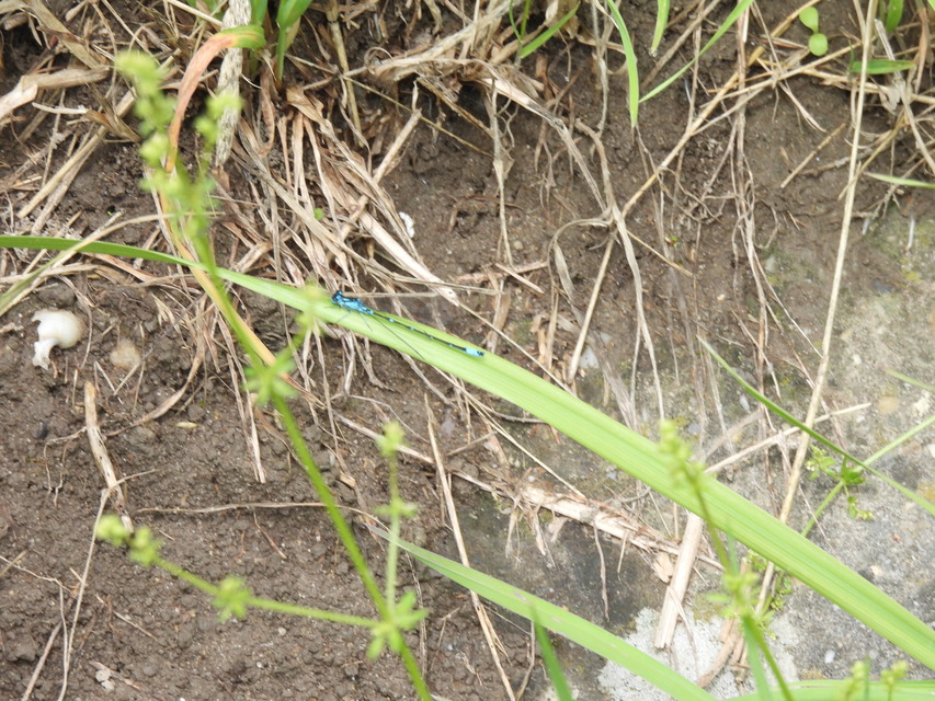 Coenagrion pulchellum - karcsú légivadász