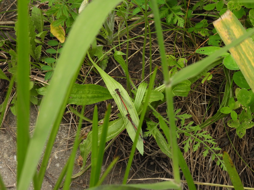Pyrrhosoma nymphula interposita - vörös légivadász