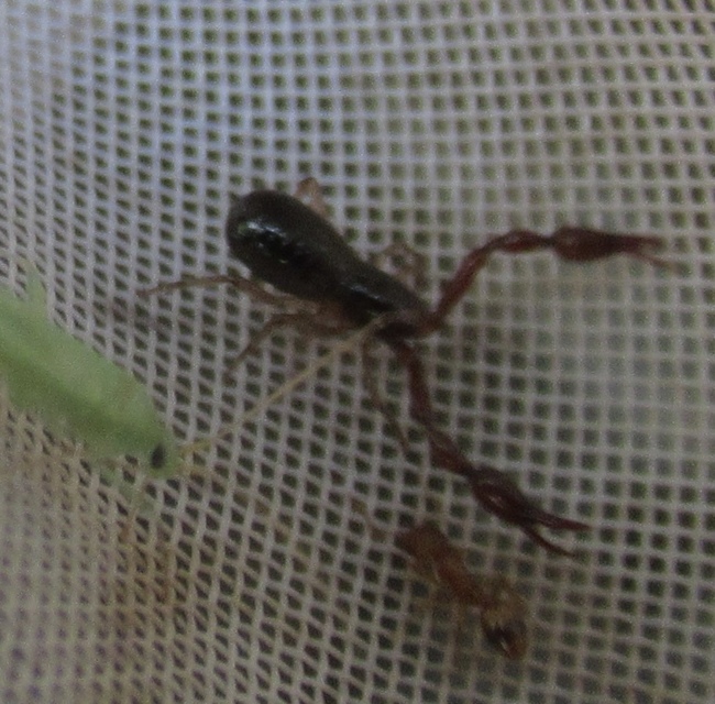 Pseudoscorpionida - Álskorpiók