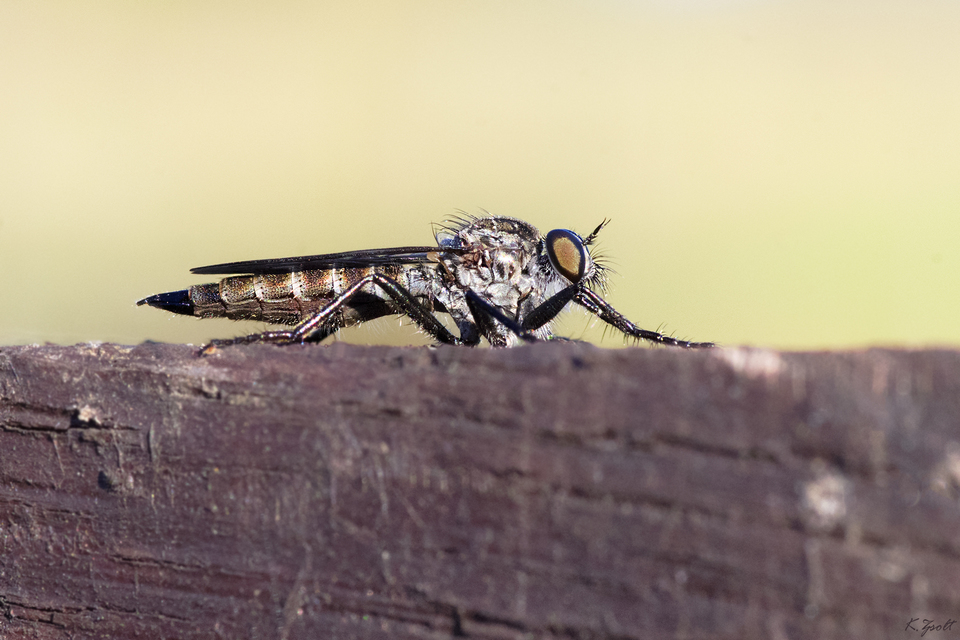 Tolmerus atripes