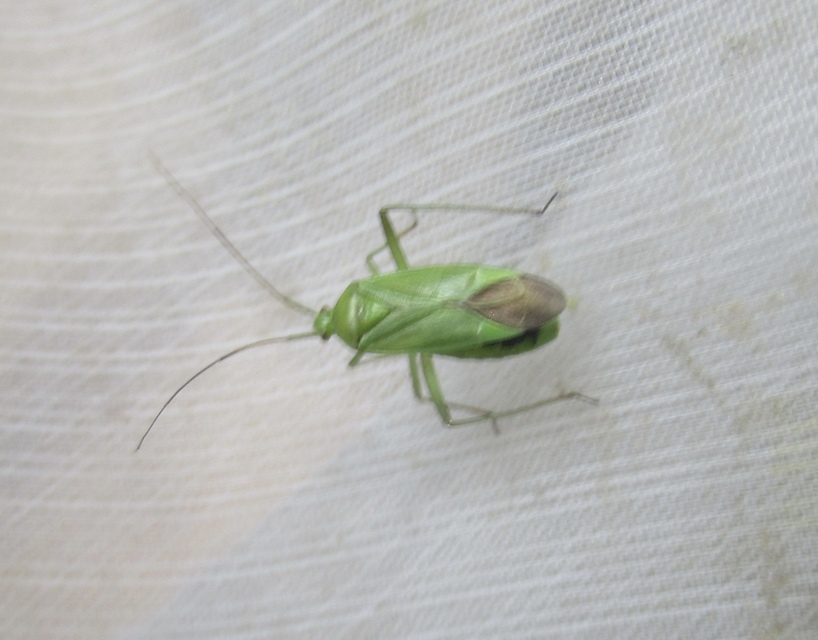 Calocoris