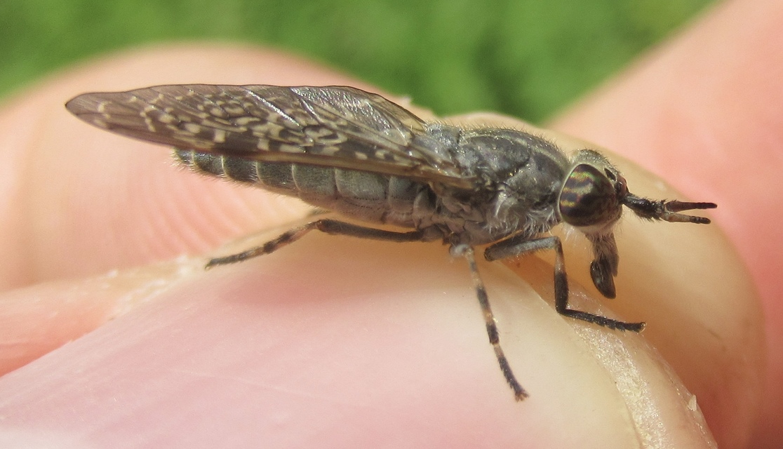 Haematopota pluvialis - esőthozó pőcsik