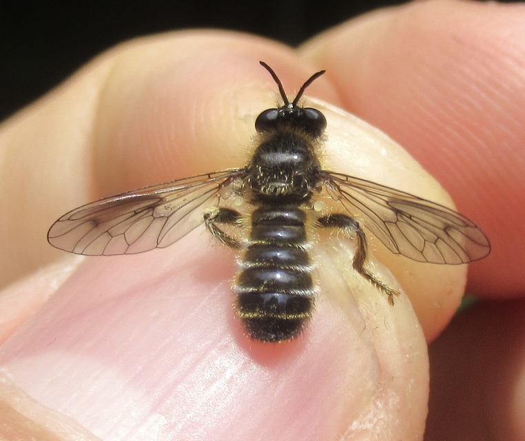 Choerades fuliginosa - barnásszárnyú rablólégy