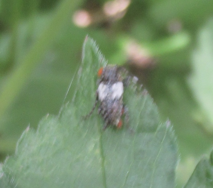 Pogonocherus hispidulus - négytövises ecsetcincér