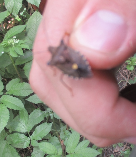 Pentatoma rufipes - vöröslábú címerespoloska Pentatoma rufipes - vöröslábú címerespoloska