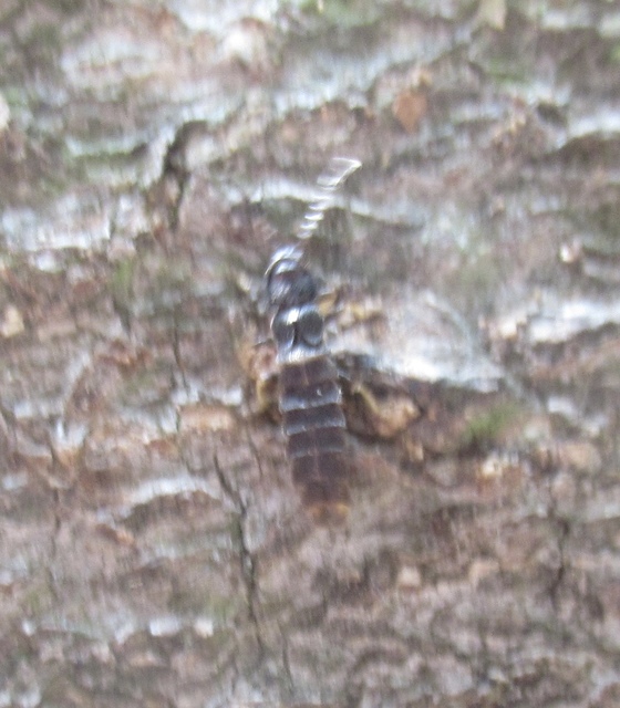 Collembola - Ugróvillások