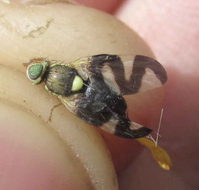 Urophora cardui