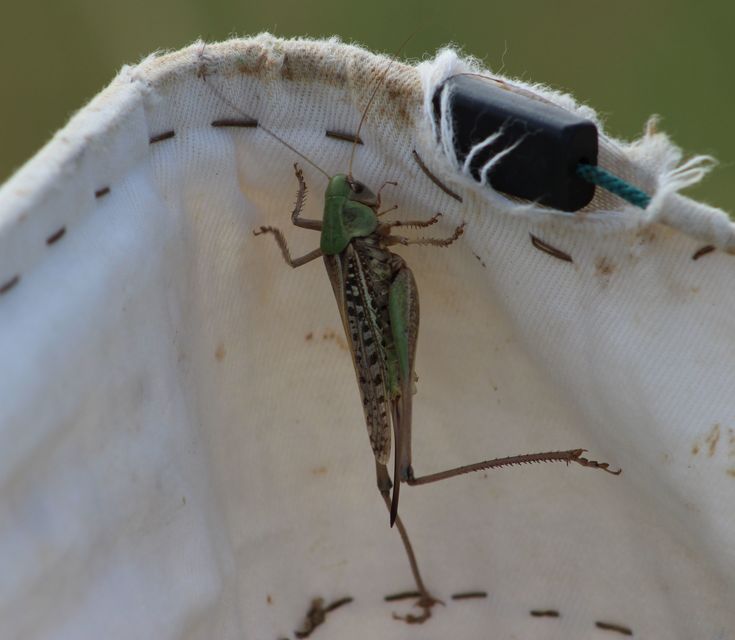 Decticus verrucivorus - szemölcsevő szöcske