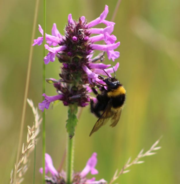 Bombus hortorum
