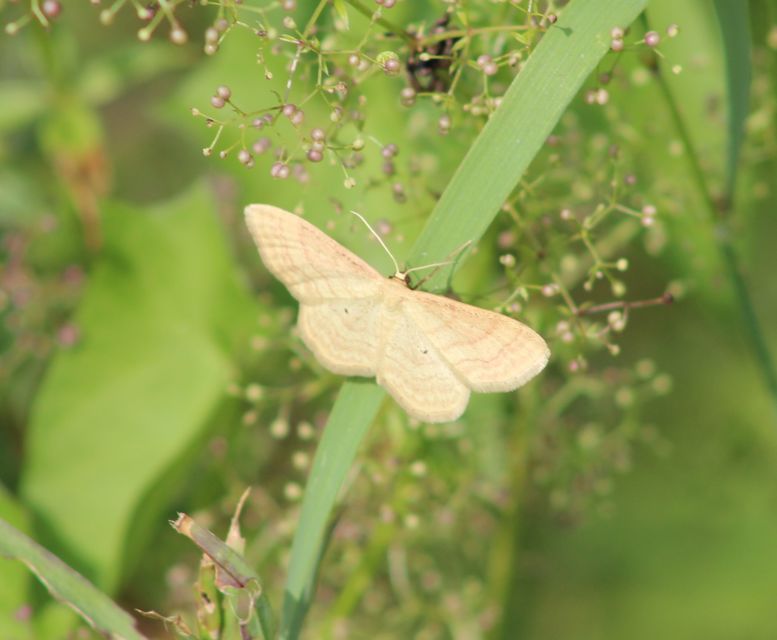 Idaea rufaria - vörhenyes sávosaraszoló