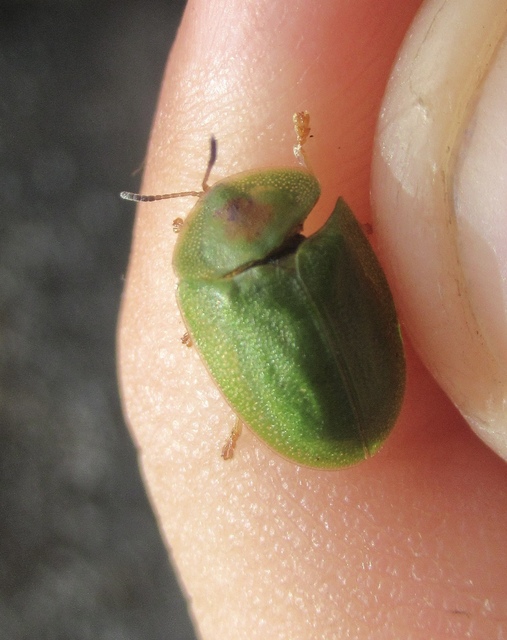 Cassida viridis - zöld pajzsbogár Cassida viridis - zöld pajzsbogár