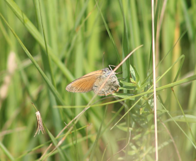 Coenonympha glycerion - közönséges szénalepke