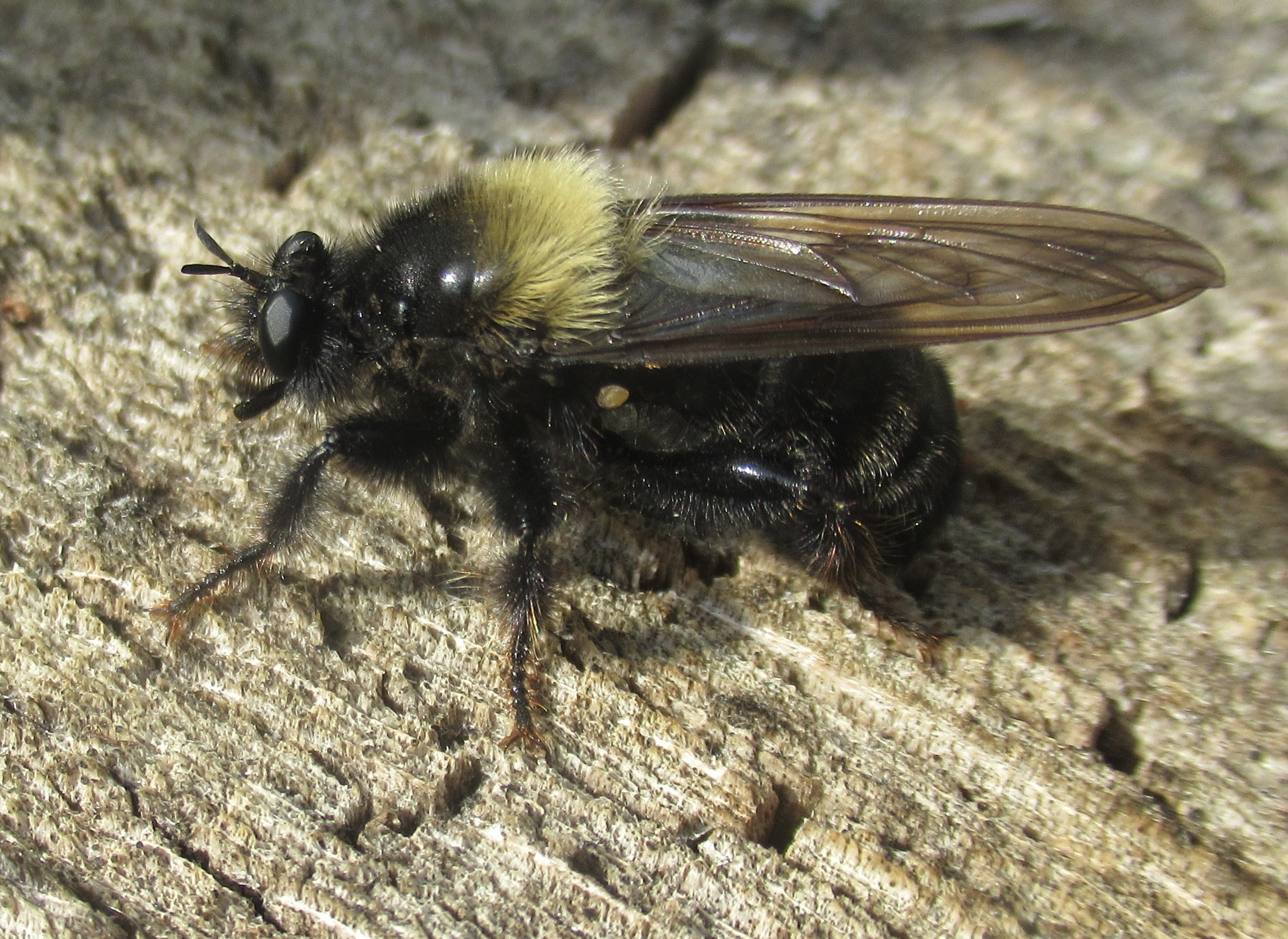 Laphria ephippium
