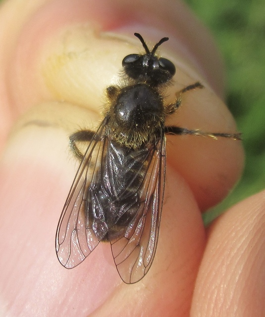 Choerades fuliginosa - barnásszárnyú rablólégy