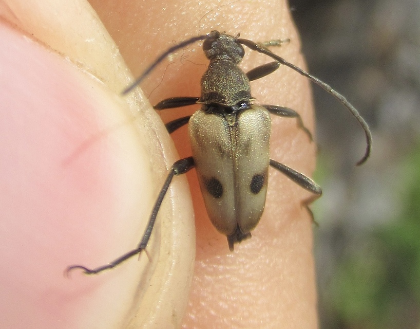Pachytodes cerambyciformis - változékony virágcincér