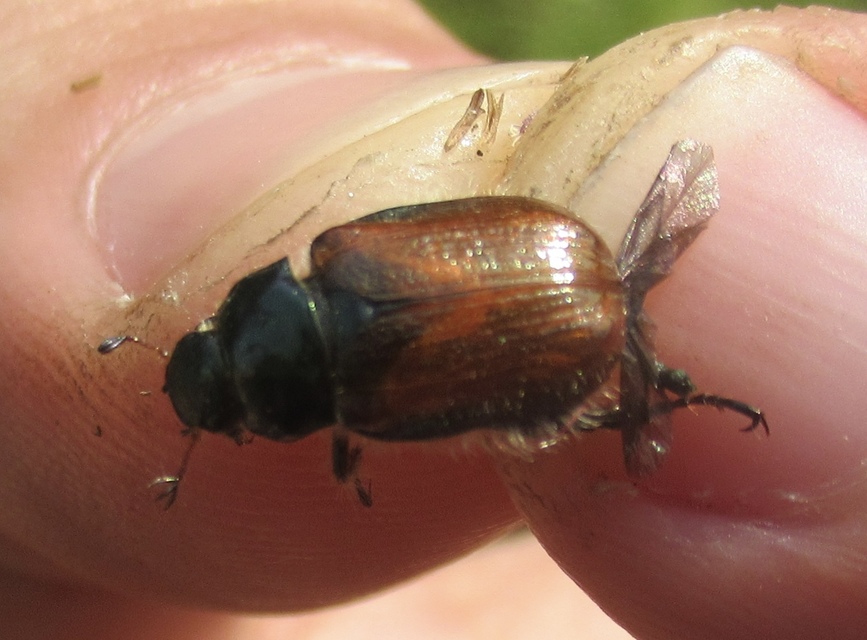 Phyllopertha horticola - kerti szipoly