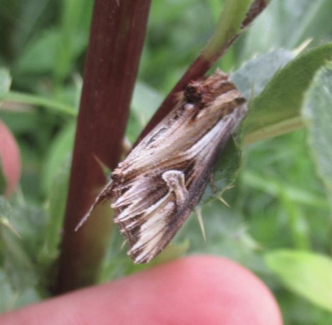 Actinotia polyodon - nagy sugarasbagoly