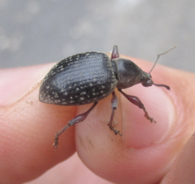 Otiorhynchus hungaricus - magyar gyalogormányos