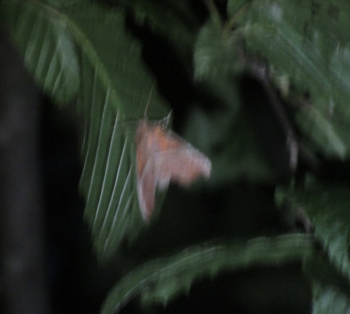 Scoliopteryx libatrix - vörös csipkésbagoly