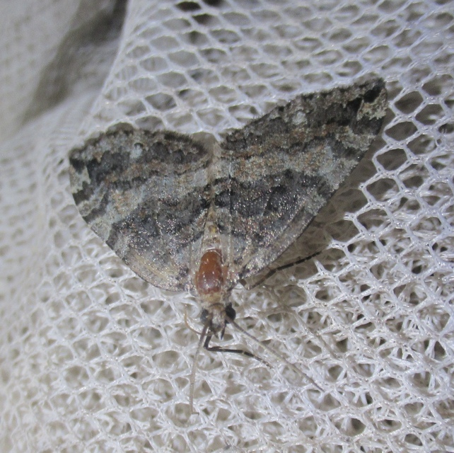 Hydriomena furcata - változékony tarkaaraszoló
