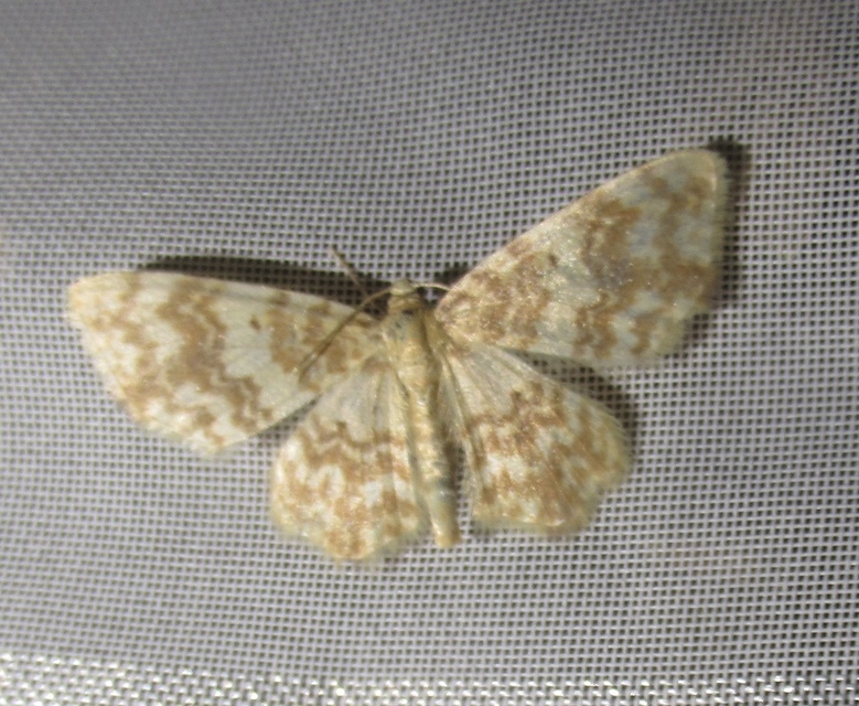 Hydrelia flammeolaria - narancssárga araszoló