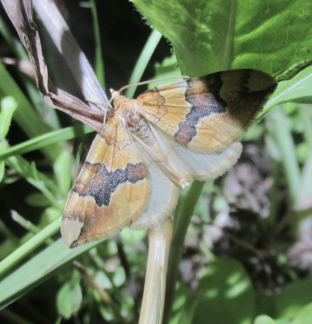 Cidaria fulvata - rózsaaraszoló