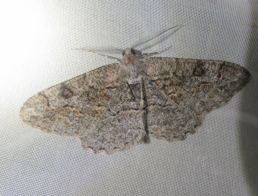 Alcis repandata - foltos faaraszoló