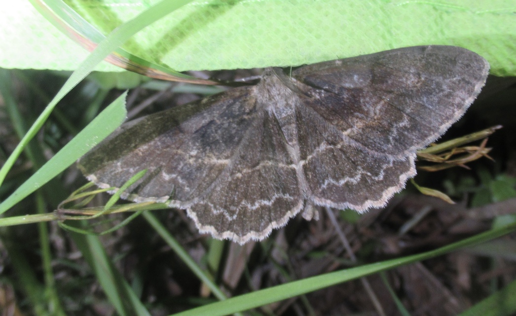 Alcis repandata - foltos faaraszoló