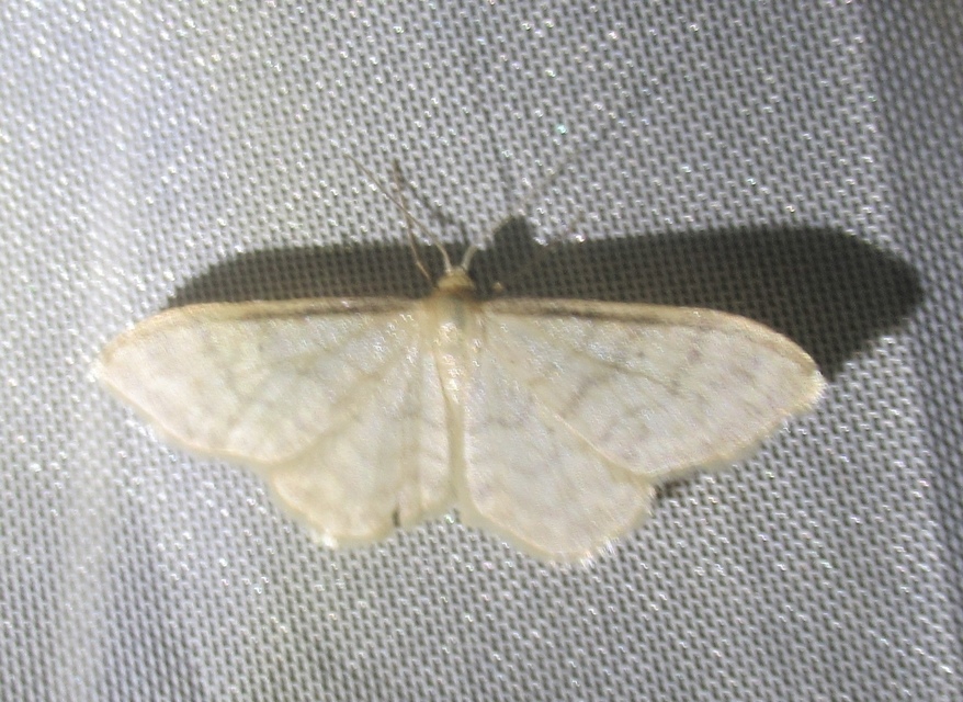 Idaea fuscovenosa - szürkeszélű apróaraszoló