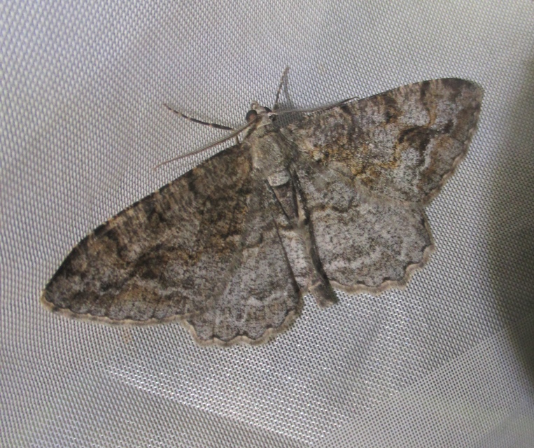 Alcis repandata - foltos faaraszoló