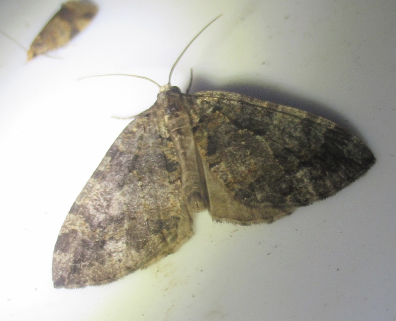 Hydriomena furcata - változékony tarkaaraszoló