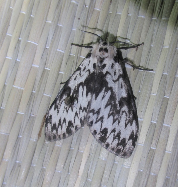 Lymantria monacha - apácalepke