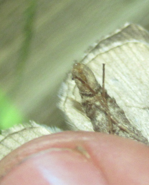 Aplocera efformata - hamuszínű csíkosaraszoló