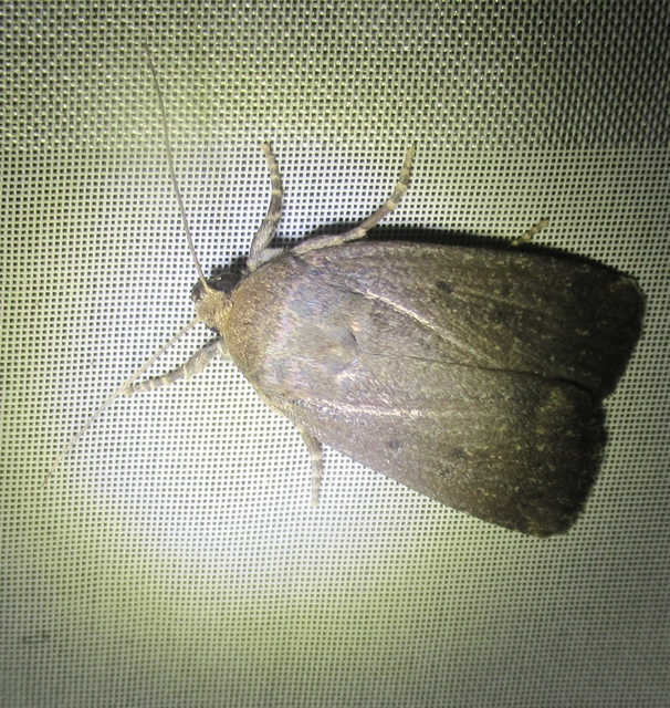 Amphipyra tragopoginis - bakszakállbagoly