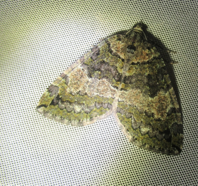 Hydriomena furcata - változékony tarkaaraszoló