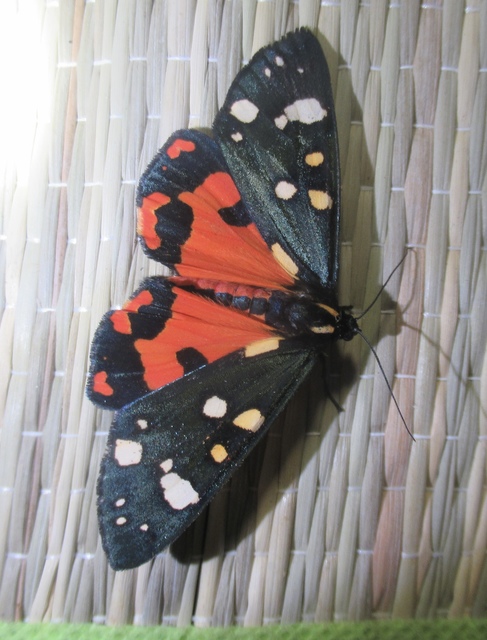 Callimorpha dominula - fémes medvelepke