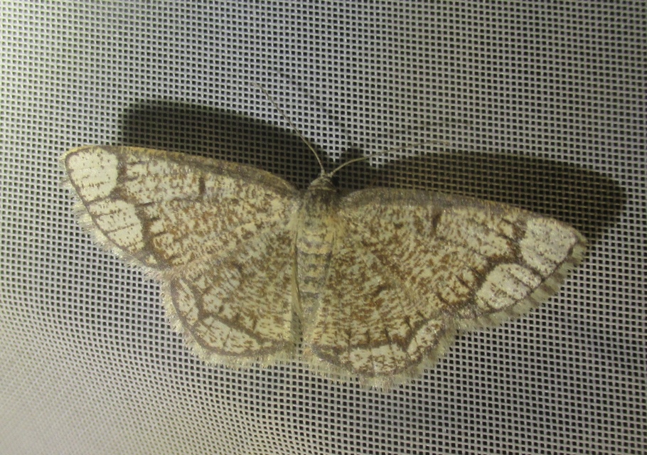 Stegania cararia - gyűrűs nyáraraszoló