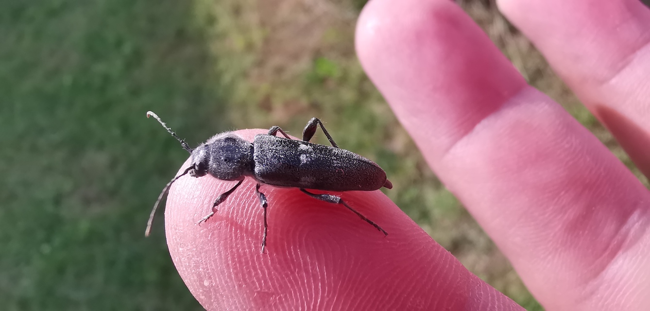 Hylotrupes bajulus - házicincér