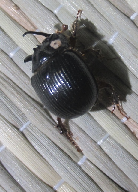 Odonteus armiger - mozgószarvú álganéjtúró