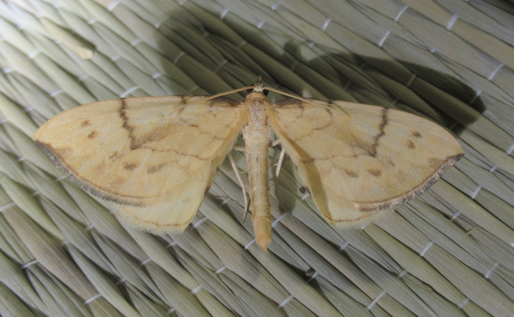 Eulithis pyraliata - sárga galajaraszoló