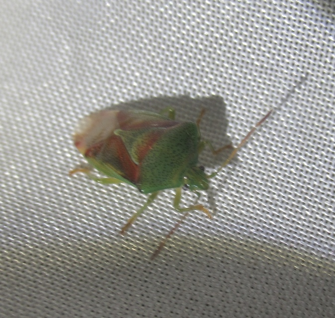 Elasmostethus Elasmostethus