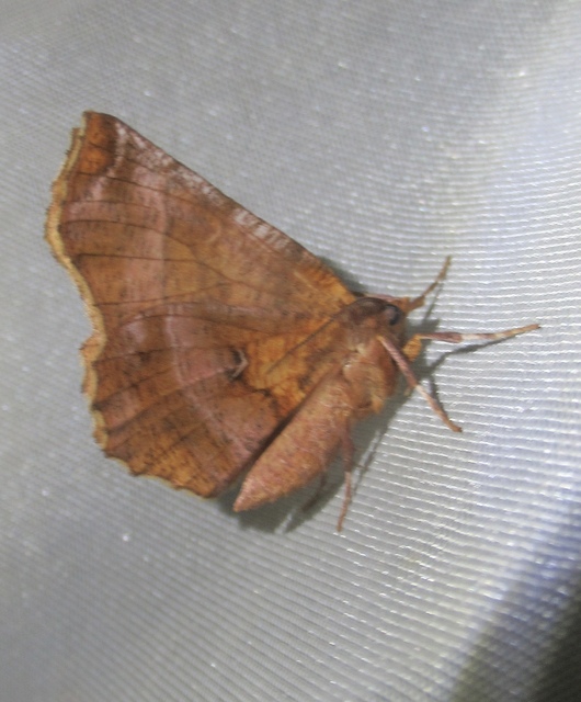 Selenia dentaria - kétfoltos holdasaraszoló