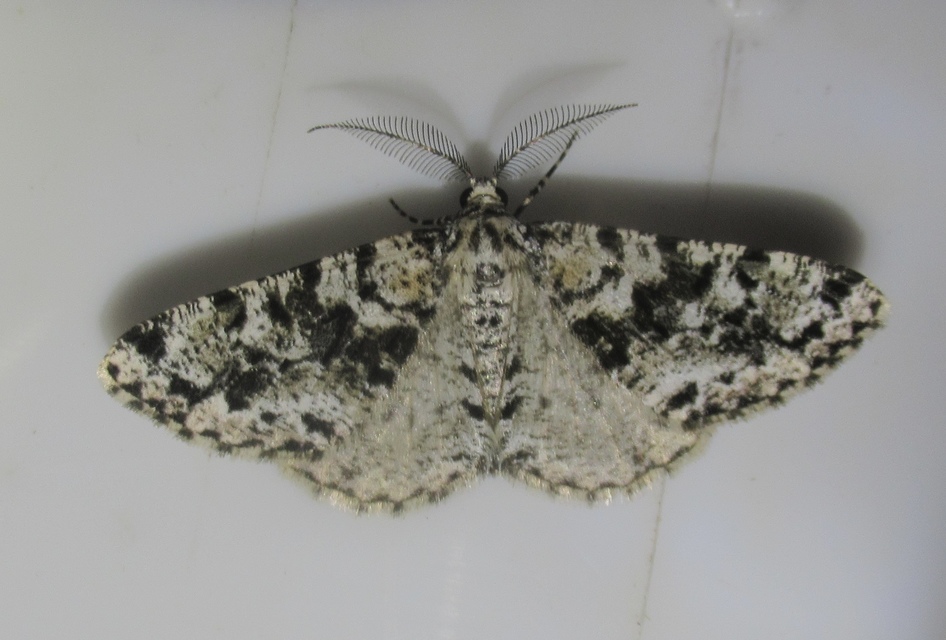 Fagivorina arenaria - bükkfaaraszoló