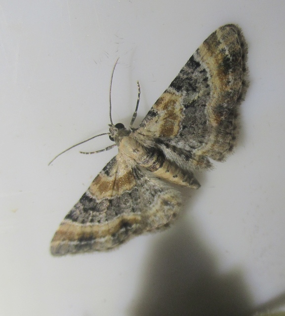 Eupithecia linariata - vonalas törpearaszoló