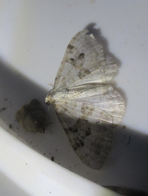 Xanthorhoe montanata - hegyi tarkaaraszoló