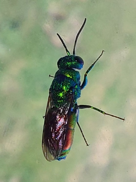 Chrysis taczanovskii