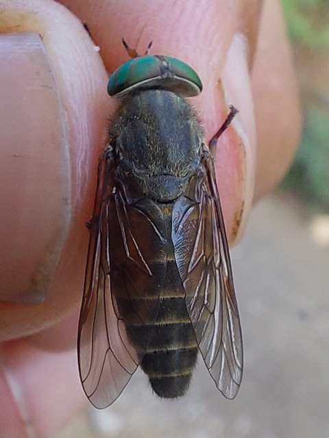 Tabanidae - böglyök