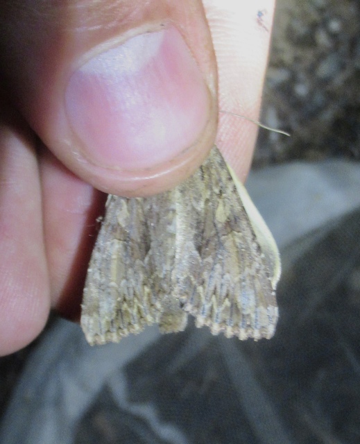 Apamea monoglypha - nagy dudvabagoly